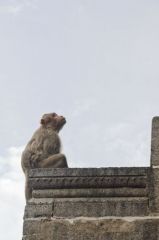 Macaque à bonnet - bonnet macaque (Macaca radiata) <br>Tamil Nadu - தமிழ் நாடு 