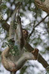 Macaque à bonnet - bonnet macaque (Macaca radiata) <br>Tamil Nadu - தமிழ் நாடு 