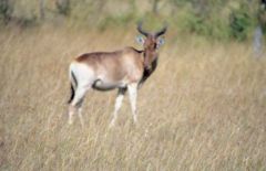 Bubale roux - Alcelaphus buselaphus<br>Kenya