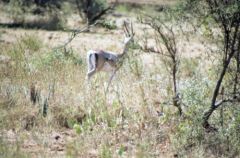 Gazelle de Grant - Gazella granti<br>Kenya