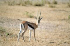 Gazelle de Thompson - Gazella thomsonii<br>Kenya
