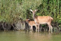 Biche et son faon - cerf élaphe (Cervus elaphus)<br>Forêt de Fontainebleau