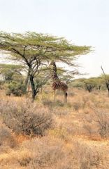 Girafe réticulée - Giraffa reticulata<br>Kenya