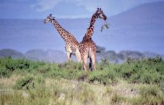 Girafe masaï - Giraffa tippelskirchi<br>Kenya