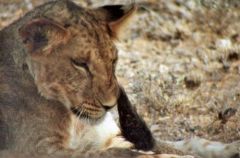 Lionne - Panthera leo<br>Kenya