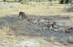 Lionnes et lionceaux - Panthera leo<br>Kenya