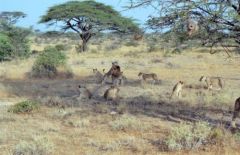 Lion, lionnes et lionceaux - Panthera leo<br>Kenya