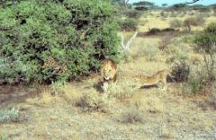 Lion et lionceaux - Panthera leo<br>Kenya
