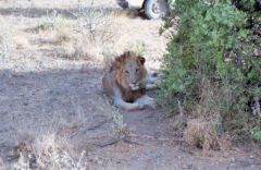 Lion - Panthera leo<br>Kenya