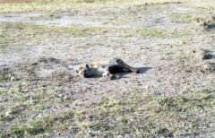 Hyène tachetée - Crocuta crocuta<br>Kenya