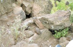 Daman des rochers - Procavia capensis<br>Kenya