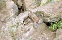 Daman des rochers - Procavia capensis<br>Kenya