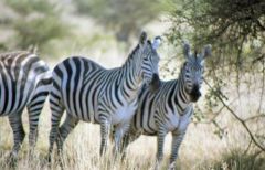 Zebre de Grant - Equus quagga bohemi<br>Kenya