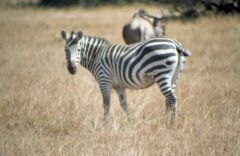 Zebre de Grant - Equus quagga bohemi<br>Kenya