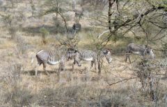 Zebre de Grévy - Equus grevyi<br>Kenya