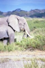 Éléphant d’Afrique - Loxodonta africana<br>Kenya
