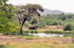 Éléphants d’Afrique - Loxodonta africana<br>Kenya