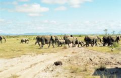 Éléphants d’Afrique - Loxodonta africana<br>Kenya
