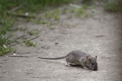 Rat Surmulot<br>Rattus norvegicus<br>Région Parsienne