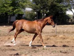 Cheval - Equus cabalus