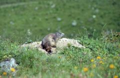 Marmotte - Marmota marmota<br>La Vanoise