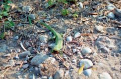 Lézard vert - Lacerta viridis<br>Péloponnèse - Grêce
