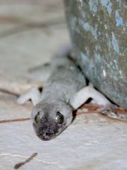 Gecko Mabouia Moreau de Jonnès - Hemidactylus mabouia<br>Saint-Martin