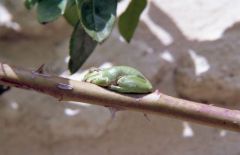 Rainette m�ridionale - Hyla meridionalis<br>Provence