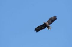 Pygargue à queue blanche - Haliaeetus albicilla - White-tailed Eagle<br>Région parisienne