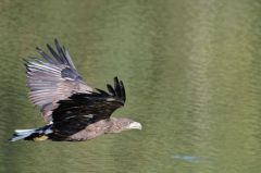 Pygargue à queue blanche - Haliaeetus albicilla - White-tailed Eagle<br>Région parisienne