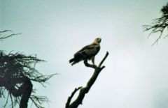 Aigle ravisseur - Aquila rapax - Tawny Eagle<br>Kenya