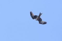 Milan noir - Milvus migrans - Black Kite<br>Tamil Nadu - தமிழ் நாடு 
