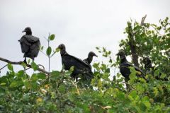 Urubus noirs - Coragyps atratus<br>black vulture<br>Guyane
