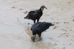 Urubu noir - Coragyps atratus<br>black vulture<br>Guyane