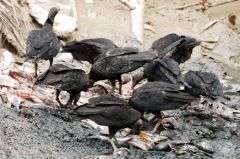 Urubu noir - Coragyps atratus<br>black vulture<br>Guyane