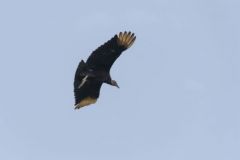 Urubu noir - Coragyps atratus<br>black vulture<br>Guyane