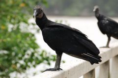 Urubu noir - Coragyps atratus<br>black vulture<br>Guyane
