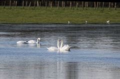 Cygne tuberculé ou muet - Cygnus olor<br>Mute Swan<br>Vendée
