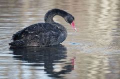 Cygne noir  -  Cygnus atratus - Black Swan <br>Région parisienne