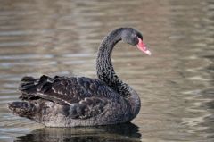 Cygne noir  -  Cygnus atratus - Black Swan <br>Région parisienne
