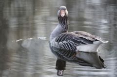 Oie cendrée - Anser anser<br>Greylag Goose<br>Région parisienne