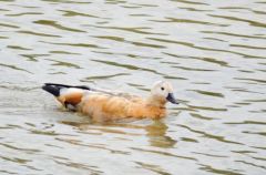 Tadorne casarca - Tadorna ferruginea<br>Ruddy Shelduck<br>Plaine de Sorques