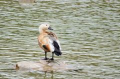 Tadorne casarca - Tadorna ferruginea<br>Ruddy Shelduck<br>Plaine de Sorques