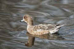 Canard siffleur ♀ - <i>Anas penelope<br>Eurasian Wigeon<br>Plaine de Sorques