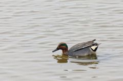 Sarcelle d’hiver ♂ - Anas crecca<br>Eurasian Teal<br>Plaine de Sorques