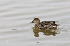 Sarcelles d’hiver ♀ - Anas crecca<br>Eurasian Teal<br>Plaine de Sorques