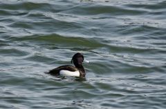 Fuligule morillon ♂ - Aythya fuligula<br>Tufted Duck<br>Etang aux Pointes