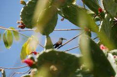 Colibri caraïbe - Eulampis holosericeus - Green-throated Carib<br>Zumbador de pecho azul<br>Green doctor bird - Saint-Martin