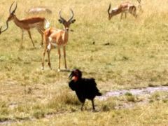 Bucorve du Sud ou calao terrestre - Bucorvus leadbeateri<br>Southern Ground Hornbill<br>Kenya
