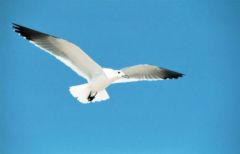 Mouette atricille - Larus atricilla<br>Laughing Gull<br>Floride